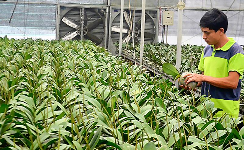 Hình ảnh minh họa việc bón phân cho lan hồ điệp, cho thấy dụng cụ đo lường và cách tưới phân loãng.